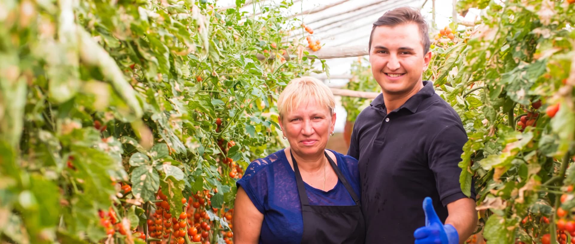 Twee medewerkers tussen de tomatenplanten in een kas